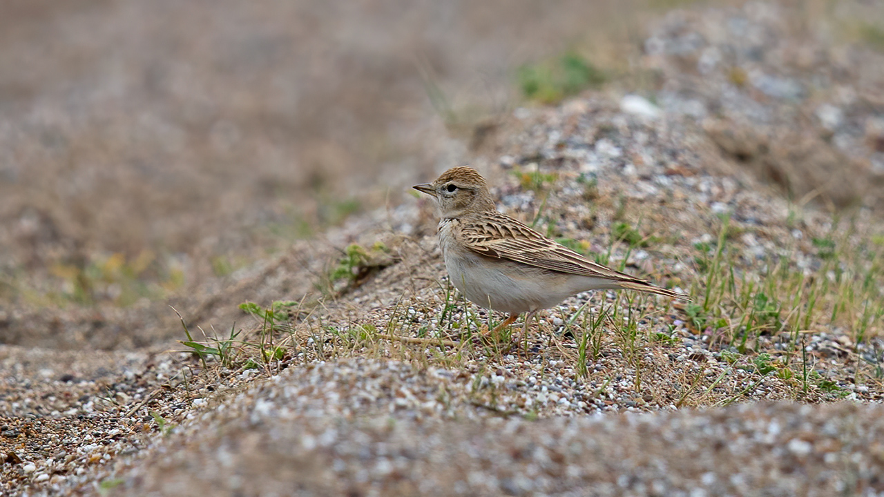Greater Short-toed Lark